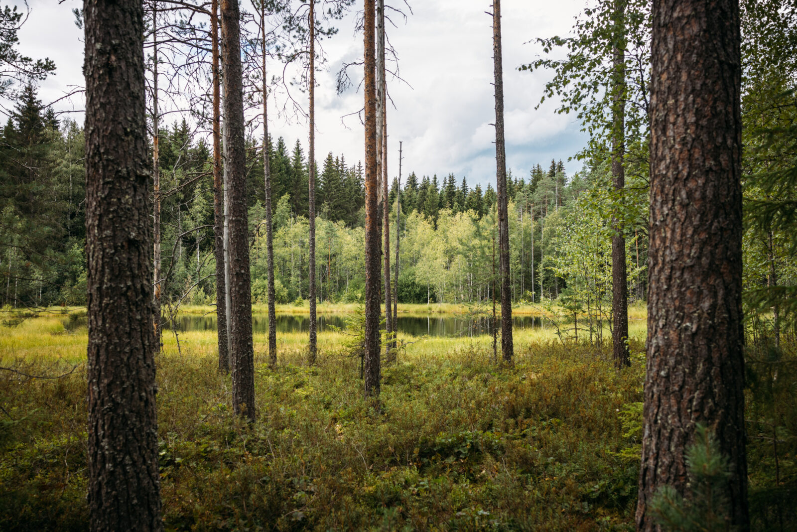 Lahti osallistuu ilmanlaadun tutkimukseen luonnon indikaattoreiden avulla